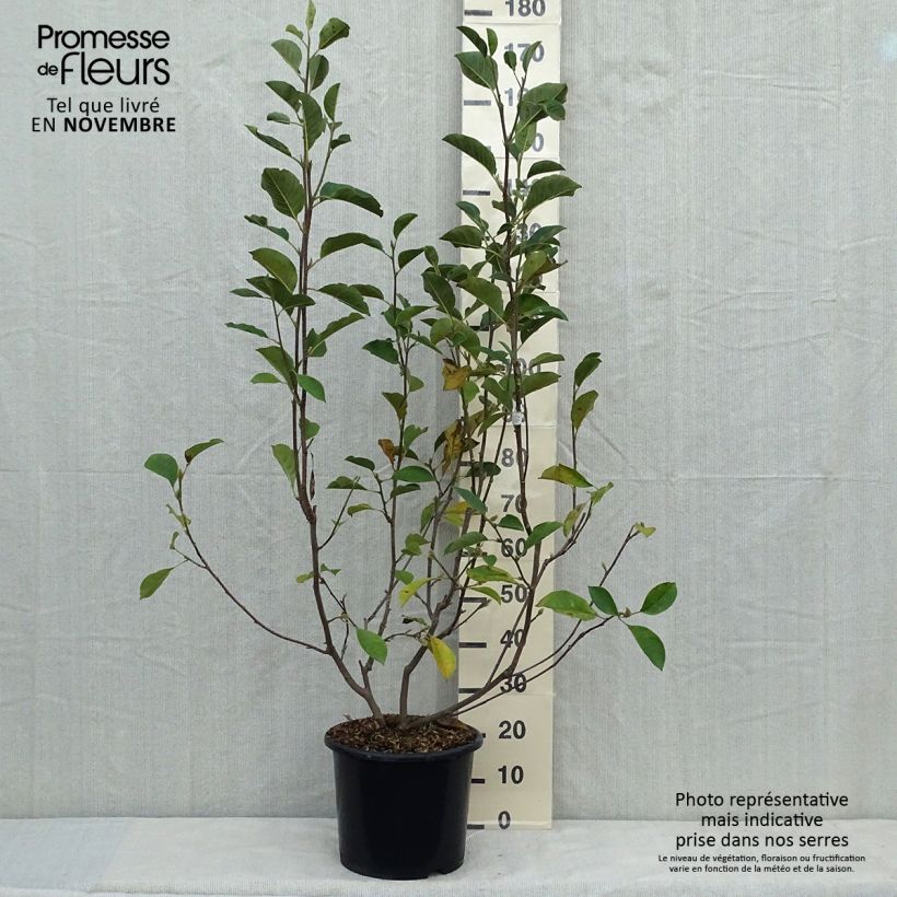 Magnolia denudata Festirose en pot de 7.5L/10L sample as delivered in autumn