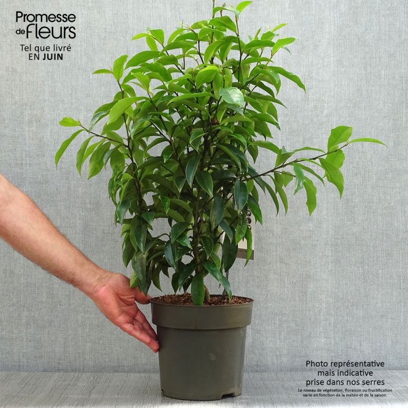 Magnolia figo Stellar Ruby - Pot de 6L/7L sample as delivered in summer
