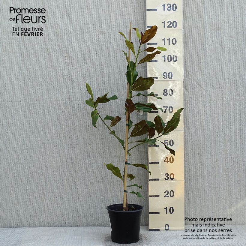 Magnolia grandiflora Bracken's Brown Beauty - Laurier-tulipier en pot de 4l/5l sample as delivered in winter