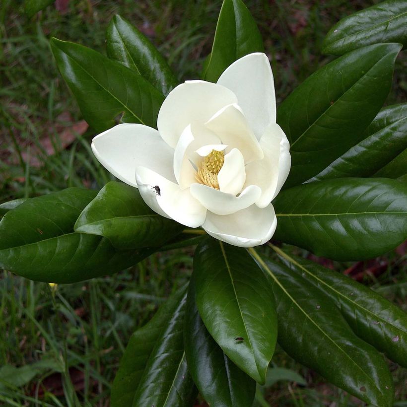 Magnolia grandiflora Ferruginea (Flowering)