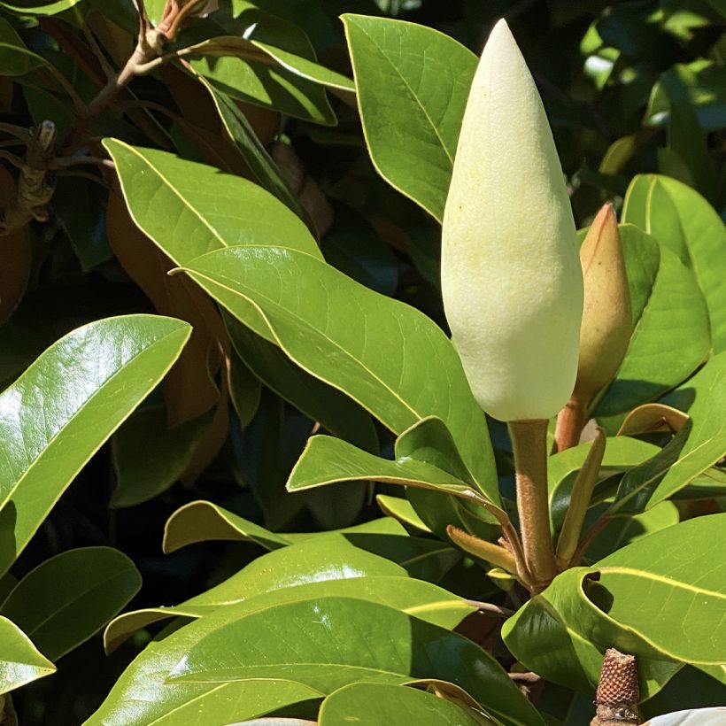Magnolia grandiflora Goliath (Foliage)