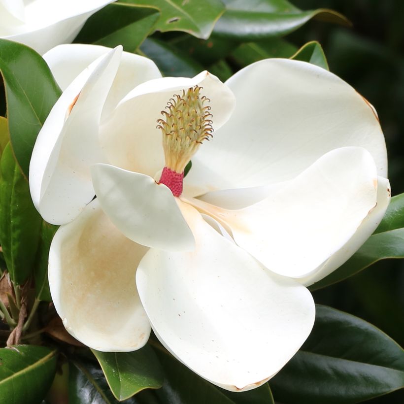 Magnolia grandiflora Goliath (Flowering)