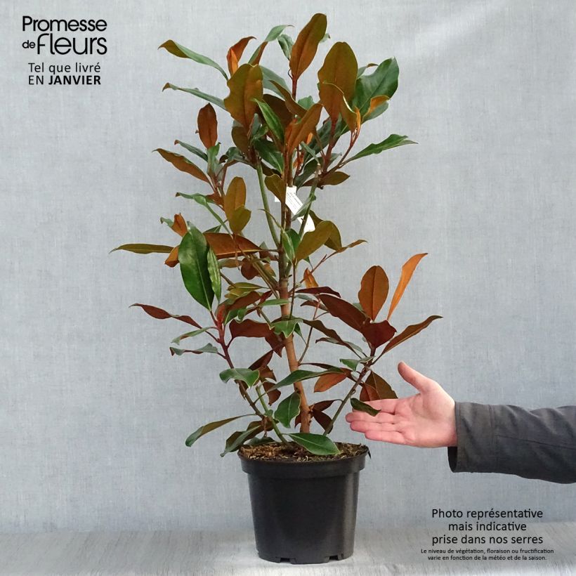 Magnolia grandiflora Kay Parris - Magnolia persistant Pot de 4L/5L sample as delivered in winter