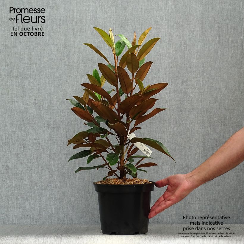 Magnolia grandiflora Little Gem - Magnolia nain Pot de 3L/4L sample as delivered in autumn