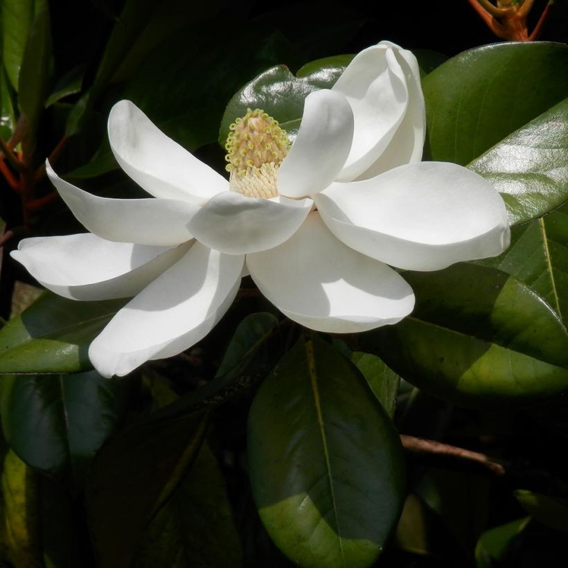 Magnolia grandiflora Treyve (Foliage)