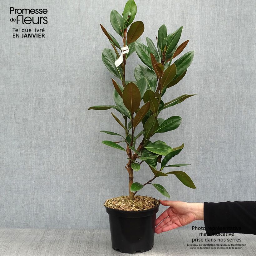 Magnolia grandiflora Treyve en pot de 4/5L sample as delivered in winter