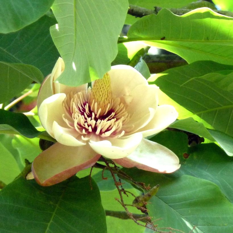 Magnolia hypoleuca (Flowering)