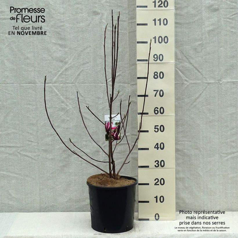 Magnolia liliflora Nigra en pot de 7,5L sample as delivered in autumn