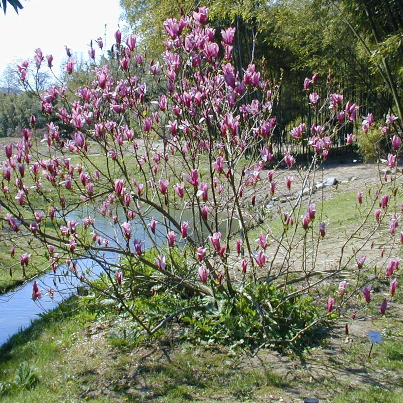Magnolia liliflora Nigra (Plant habit)
