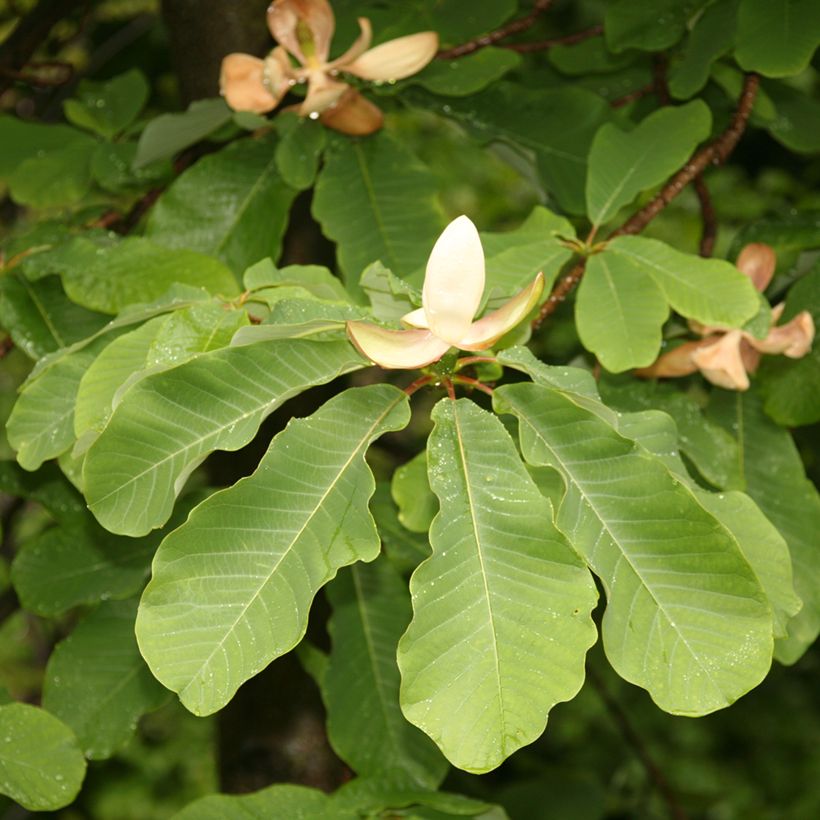 Magnolia officinalis  (Foliage)