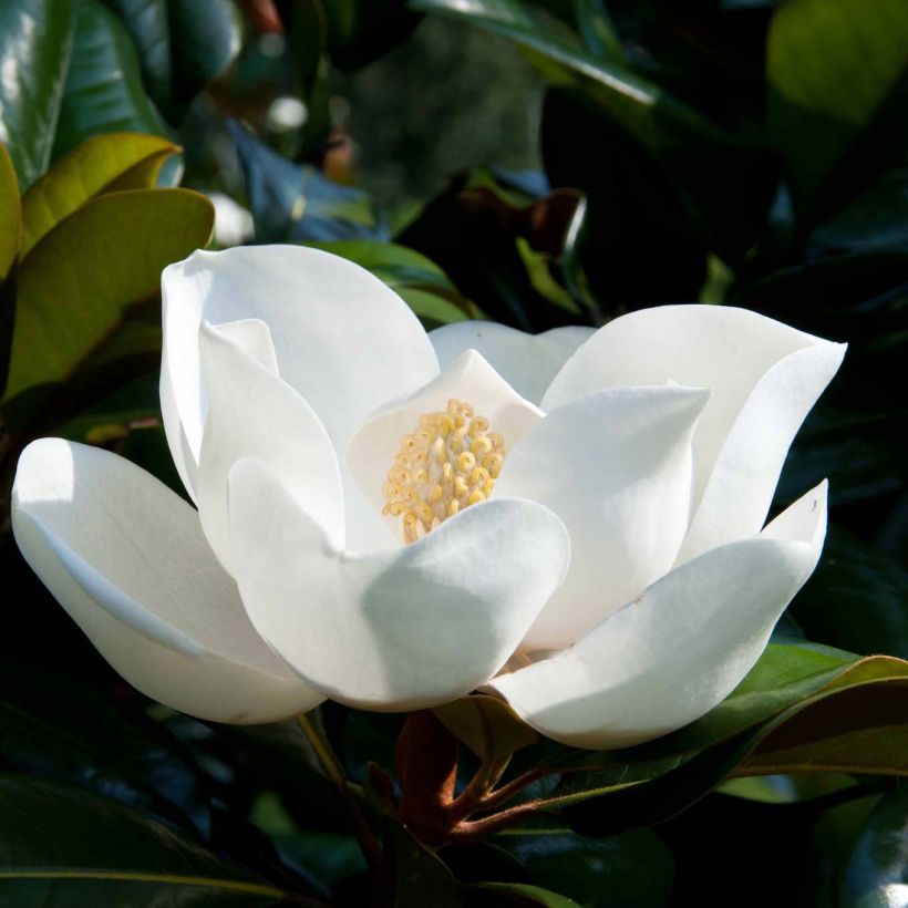 Magnolia grandiflora D.d. blanchard (Flowering)