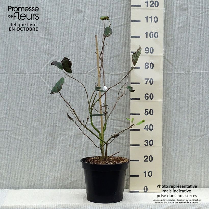 Magnolia sieboldii Colossus 7.5L/10L pot sample as delivered in autumn