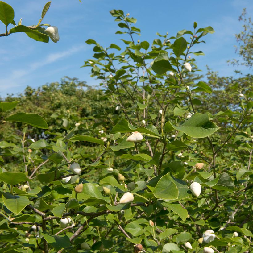 Magnolia sieboldii Colossus (Plant habit)
