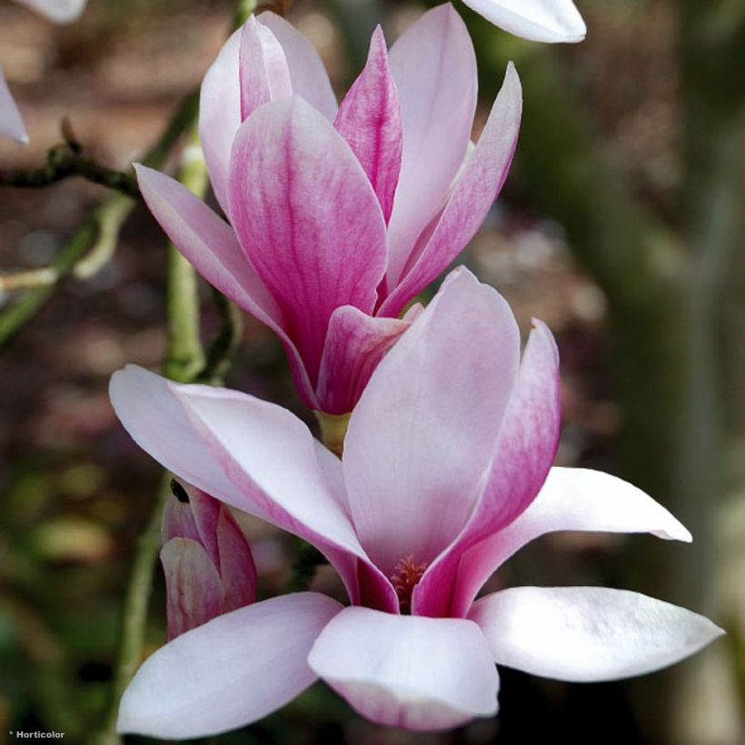 Magnolia x soulangeana (Flowering)