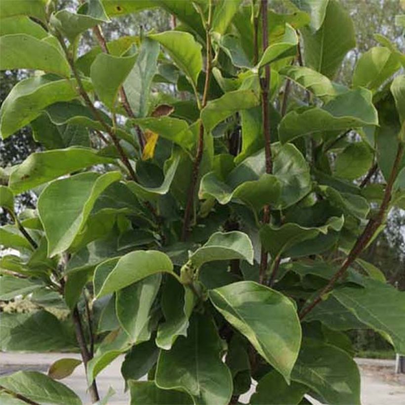 Magnolia soulangeana Alba Superba (Foliage)