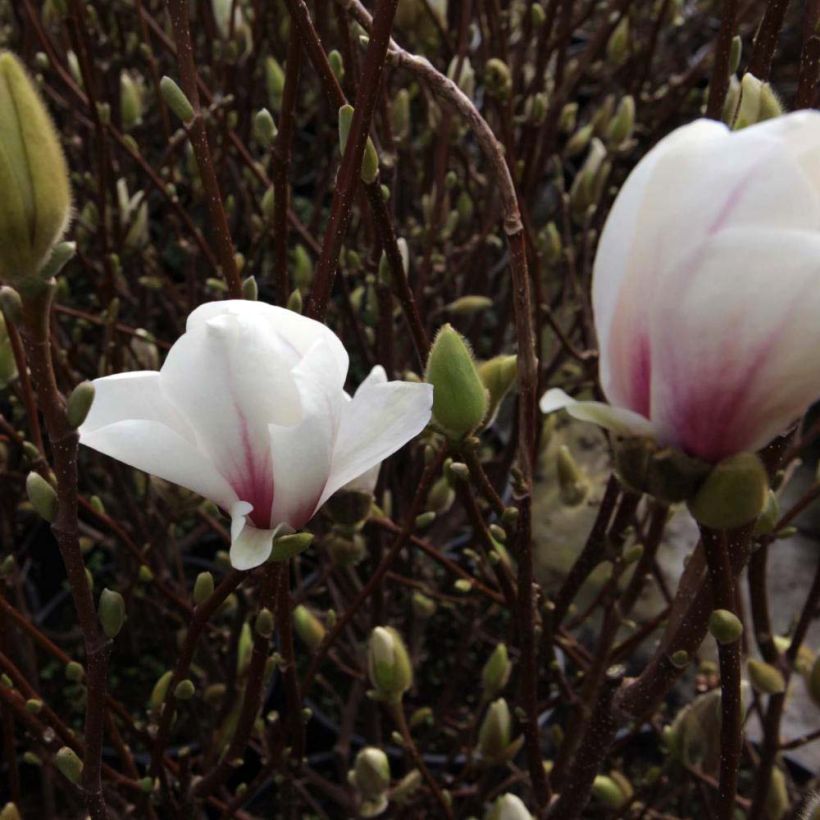 Magnolia soulangeana Alba Superba (Flowering)