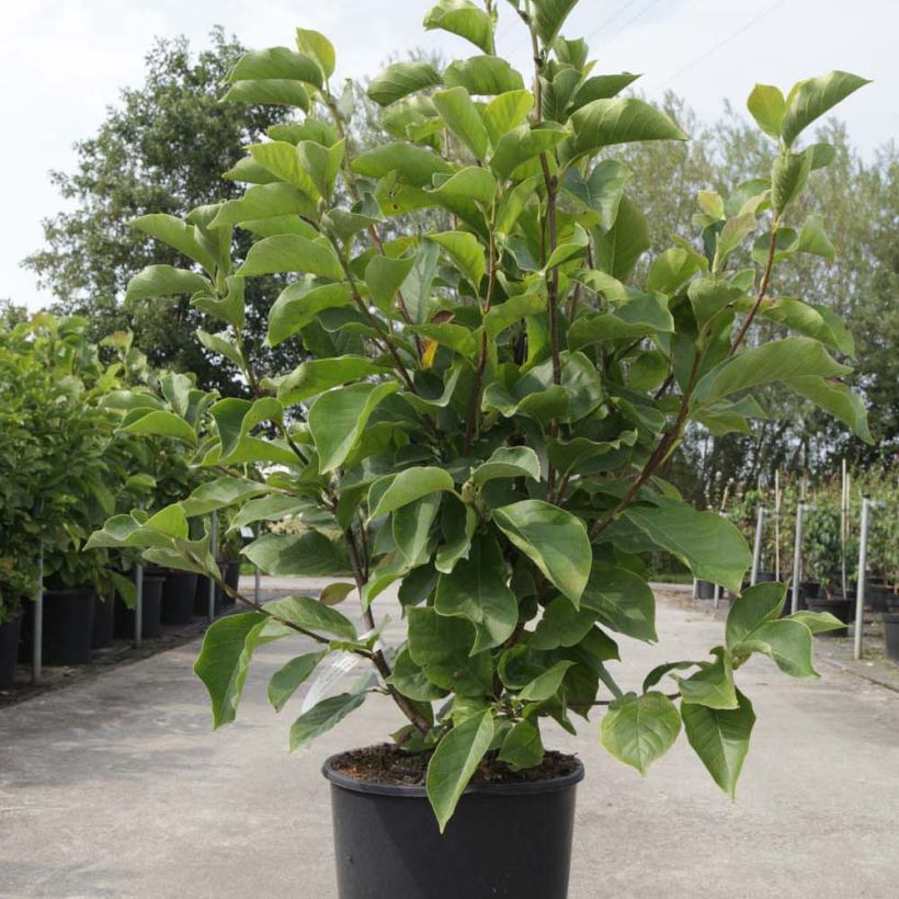 Magnolia soulangeana Alba Superba (Plant habit)