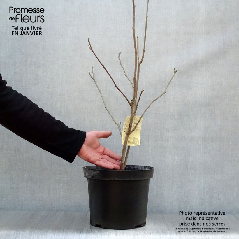 Magnolia soulangeana Alba Superba en pot de 7,5L sample as delivered in winter