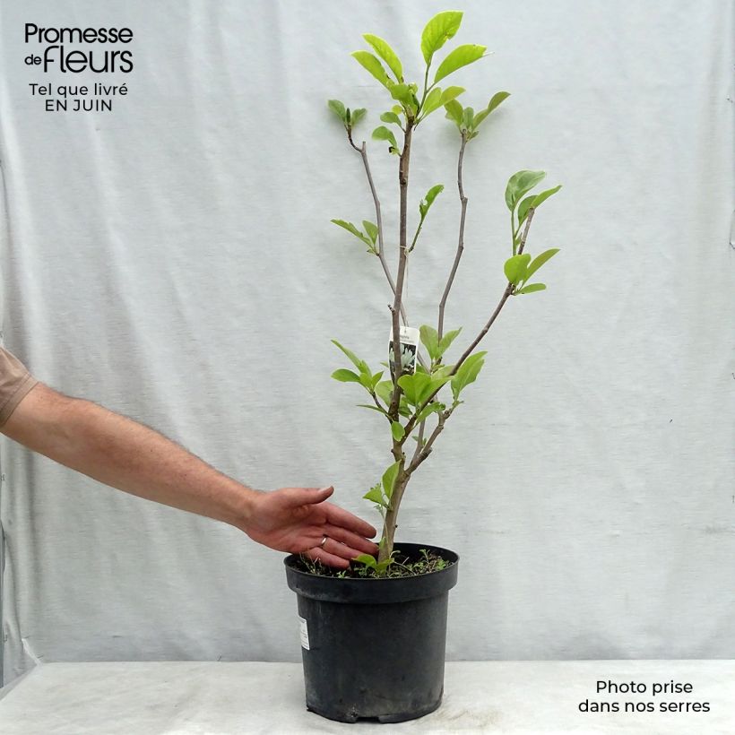 Magnolia  soulangeana Alba Superba 6L/7L pot sample as delivered in summer