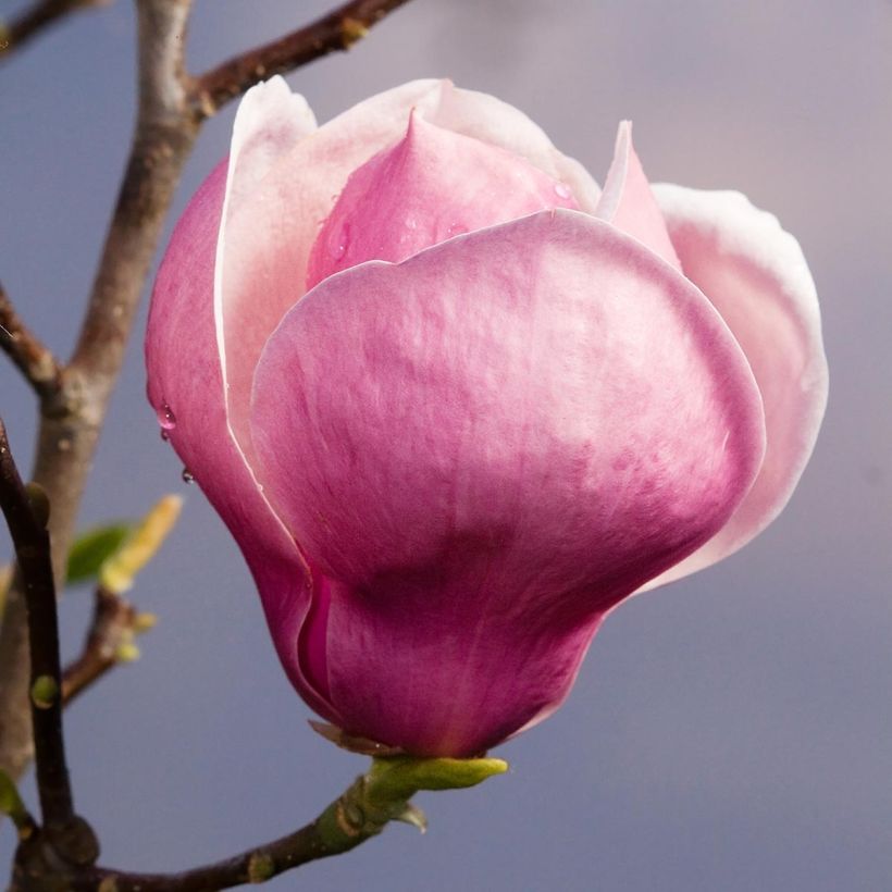 Magnolia soulangeana Lennei (Flowering)
