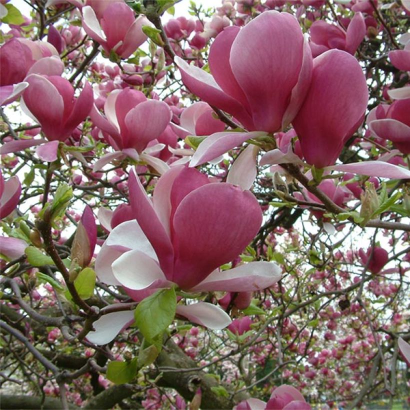 Magnolia  soulangeana Rustica Rubra (Flowering)