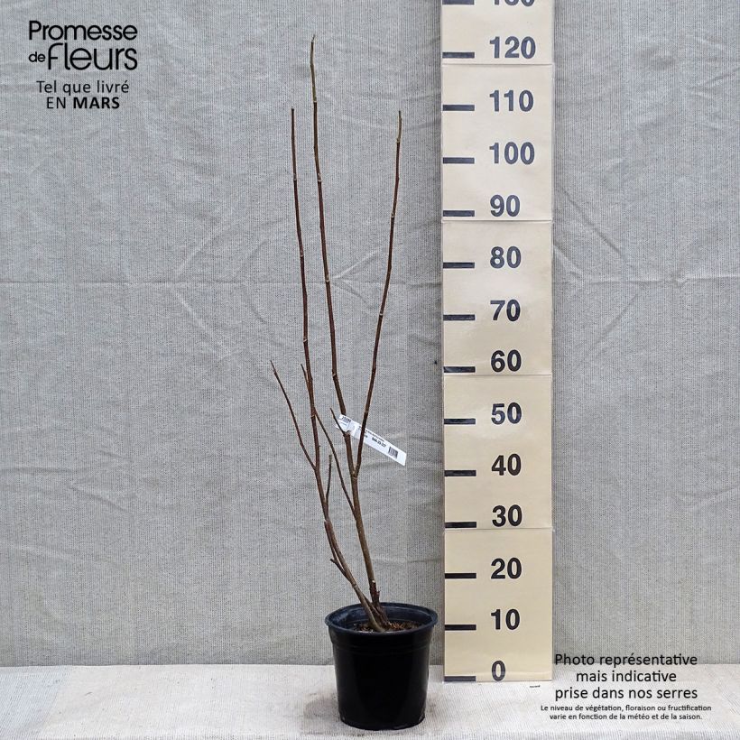 Magnolia soulangeana Rustica Rubra en pot de 3/4L sample as delivered in winter