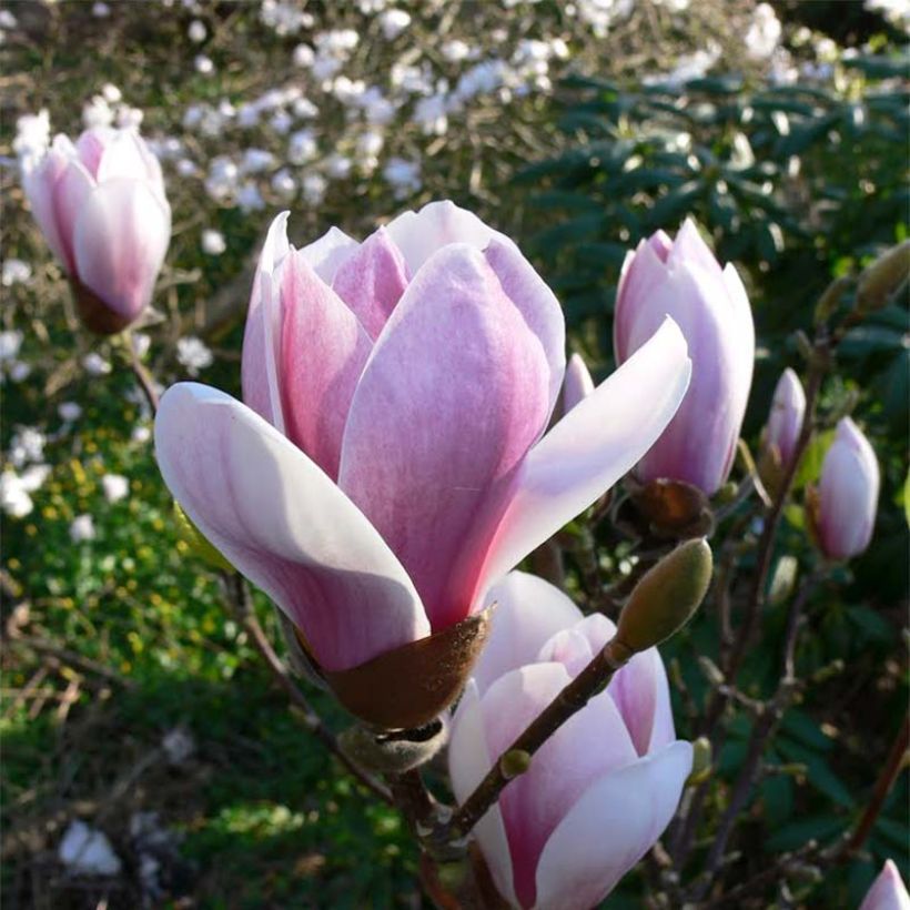 Magnolia soulangeana Satisfaction (Flowering)