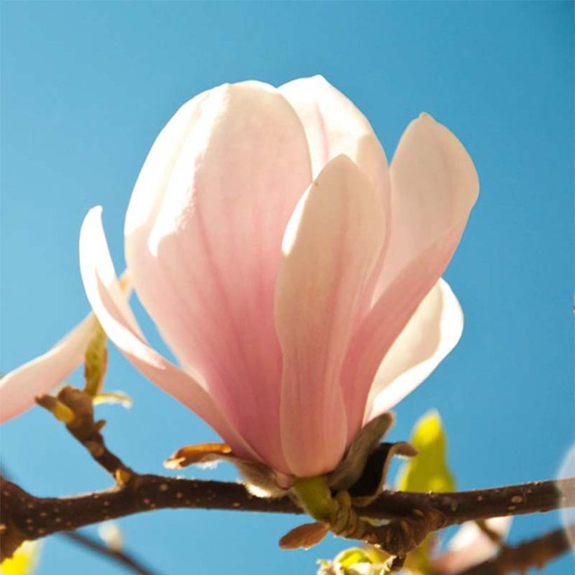 Magnolia sprengeri Pink Beauty (Flowering)