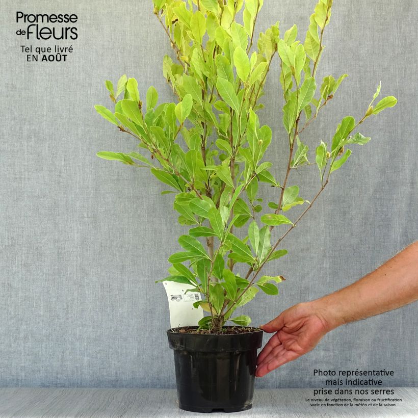 Magnolia stellata Royal Star 3L/4L pot sample as delivered in summer