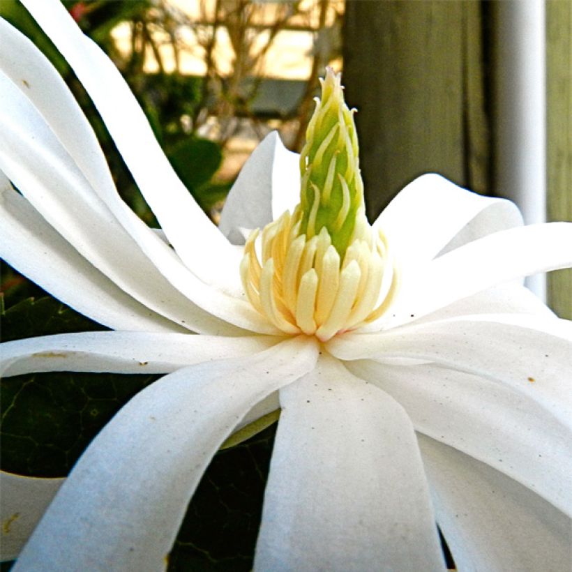 Magnolia stellata Royal Star (Flowering)
