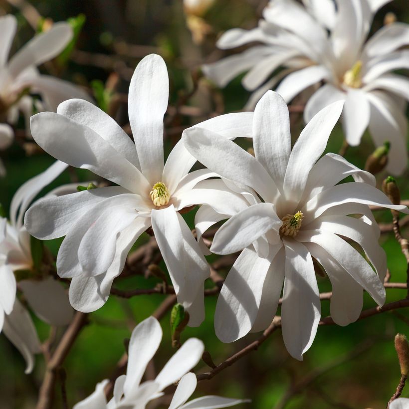 Magnolia stellata (Flowering)