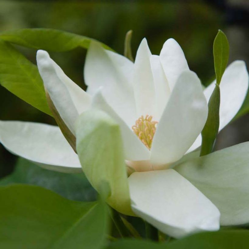 Magnolia x thompsoniana (Flowering)