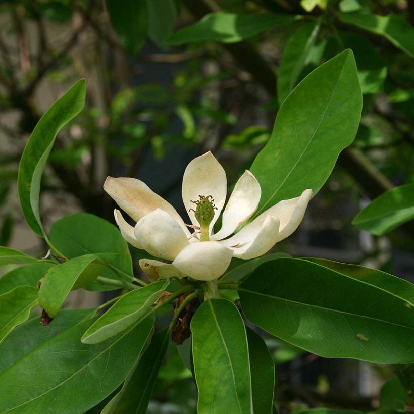Magnolia virginiana Glauca (Flowering)