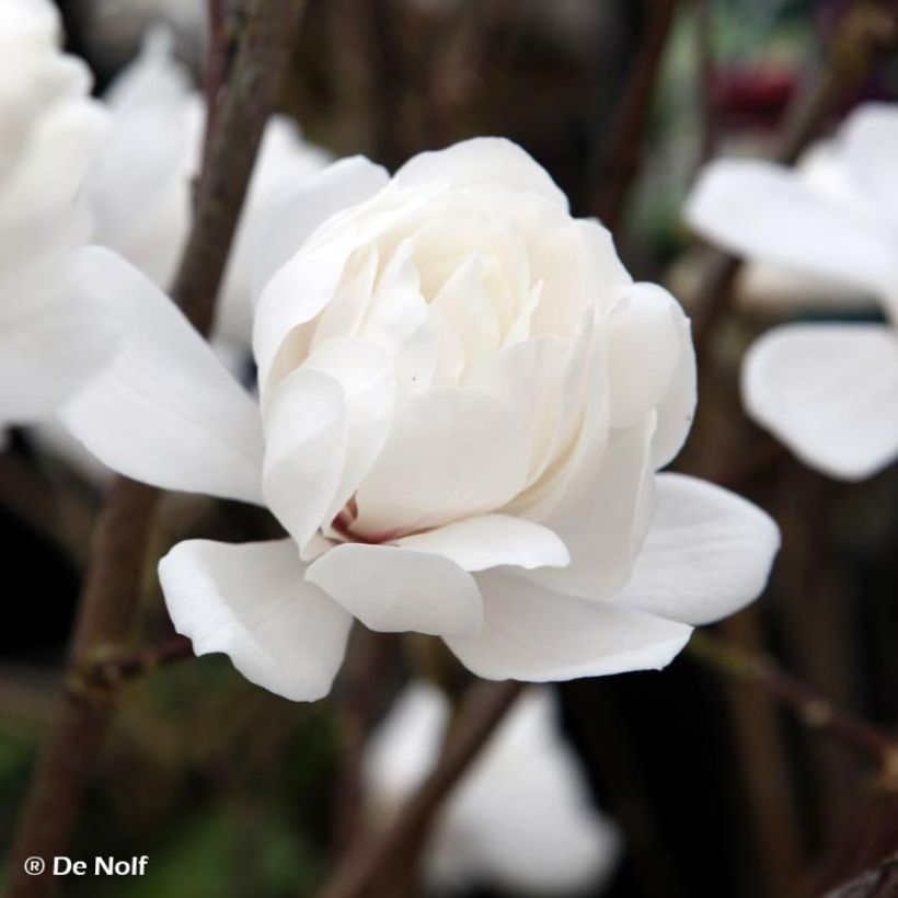 Magnolia x loebneri Wildcat (Flowering)