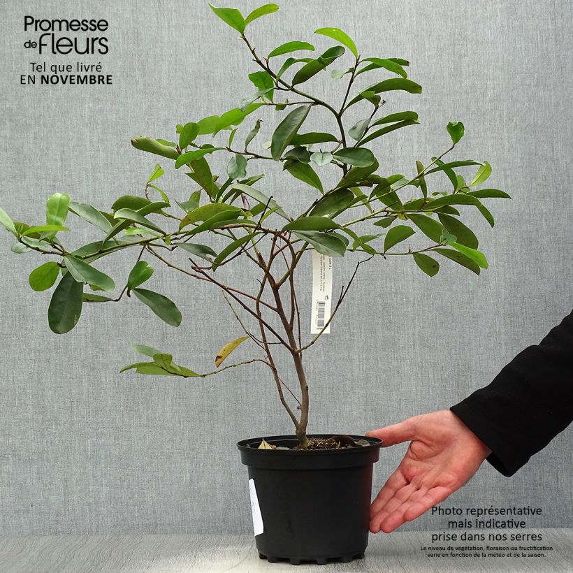 Magnolia yunnanensis - Michelia Pot de 3L/4L sample as delivered in autumn