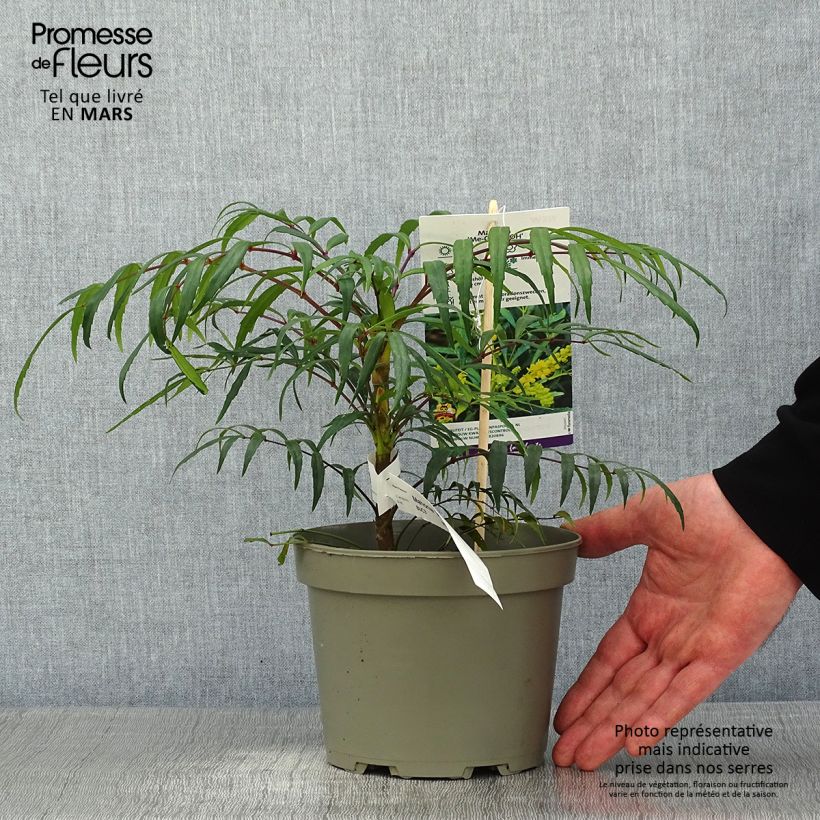 Mahonia Volcano Pot de 2/3L. sample as delivered in winter