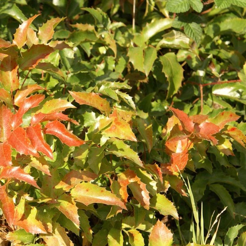 Mahonia aquifolium (Foliage)