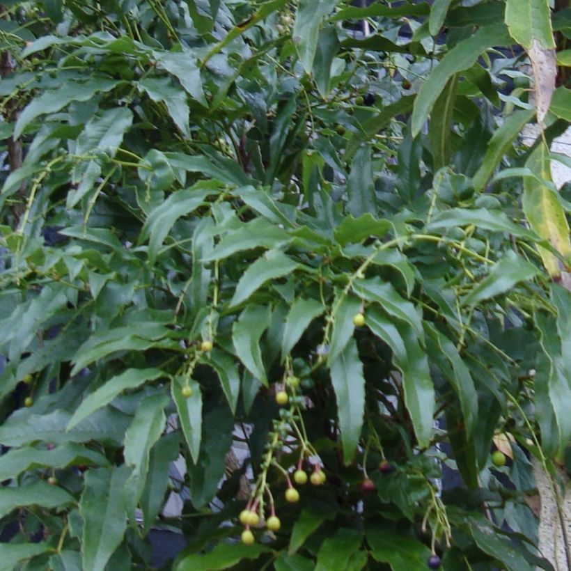 Mahonia russellii (Foliage)