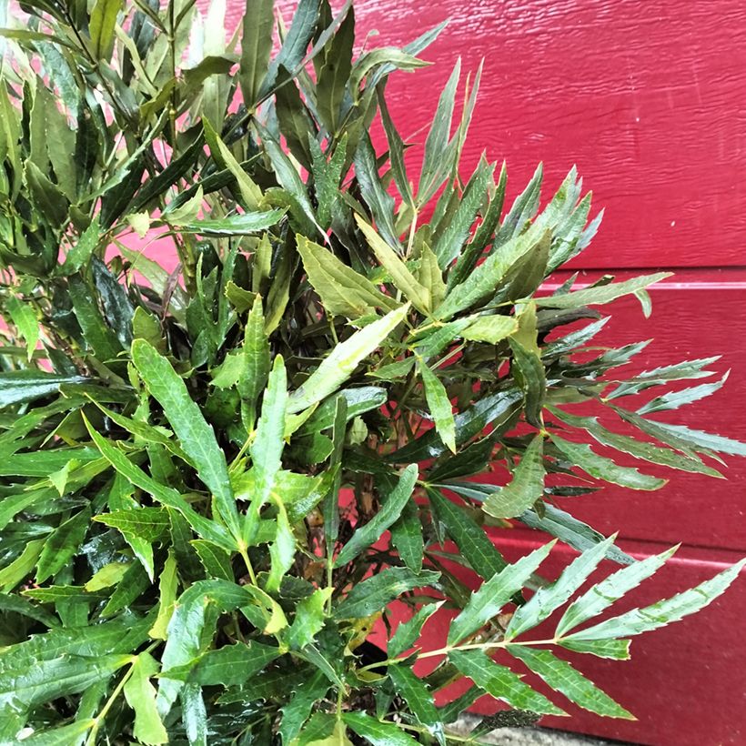 Mahonia sinensis  (Foliage)