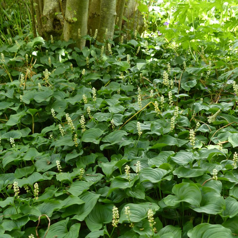 Maianthemum bifolium (Plant habit)