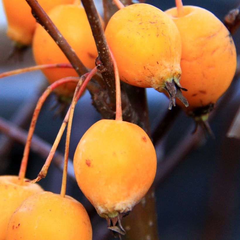 Malus Comtesse de Paris - Crab Apple (Harvest)