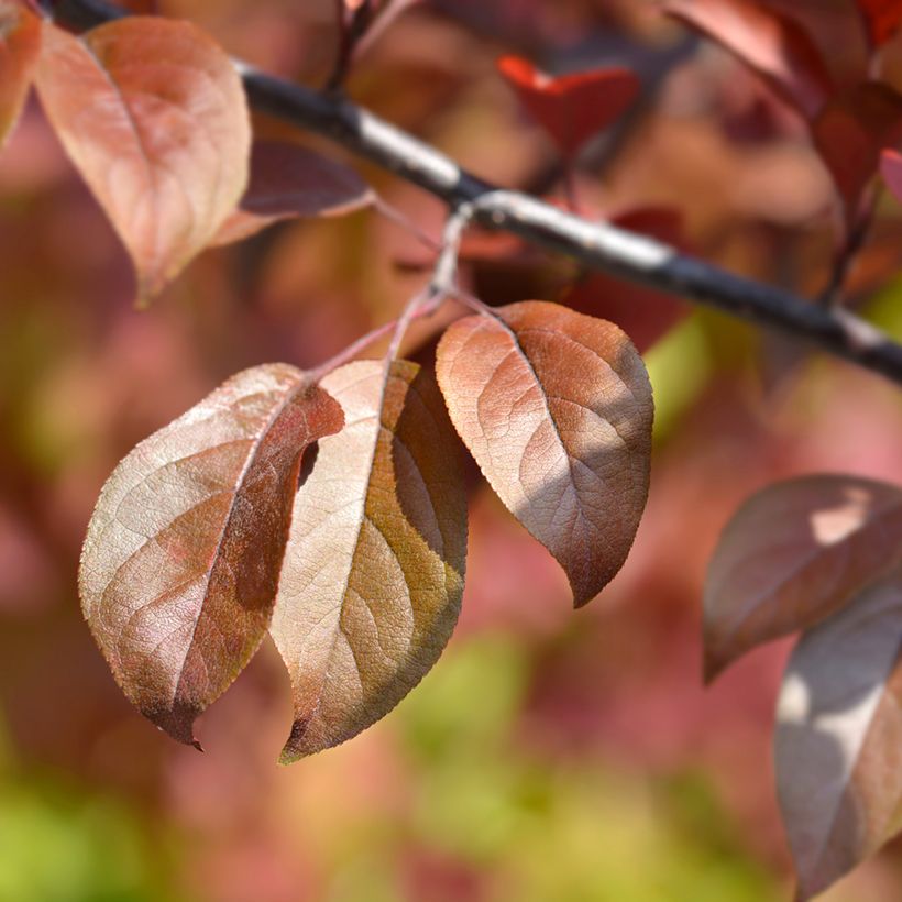 Malus purpurea Eleyi - Purple Crabapple (Foliage)