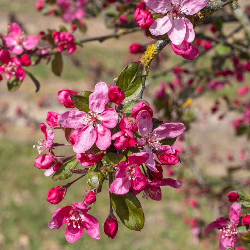 Malus purpurea Eleyi - Purple Crabapple (Flowering)