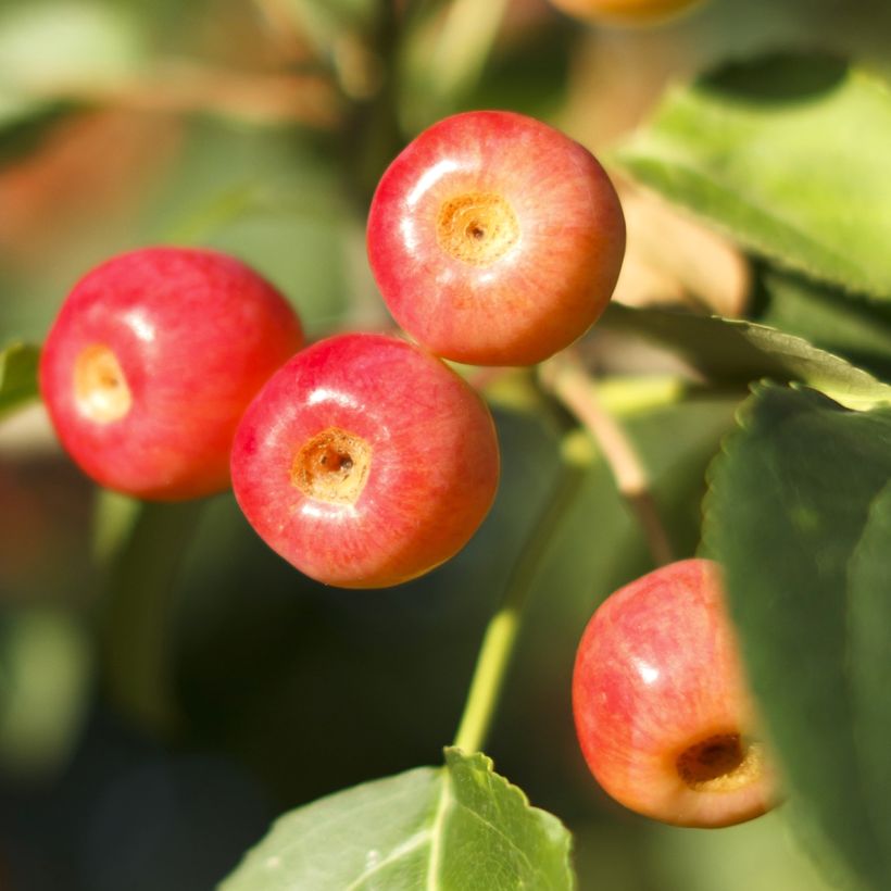Malus Red Jewel - Crab Apple (Harvest)