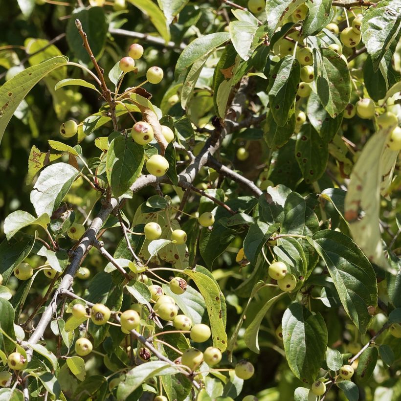 Malus robusta Yellow Siberian - Crab Apple (Foliage)