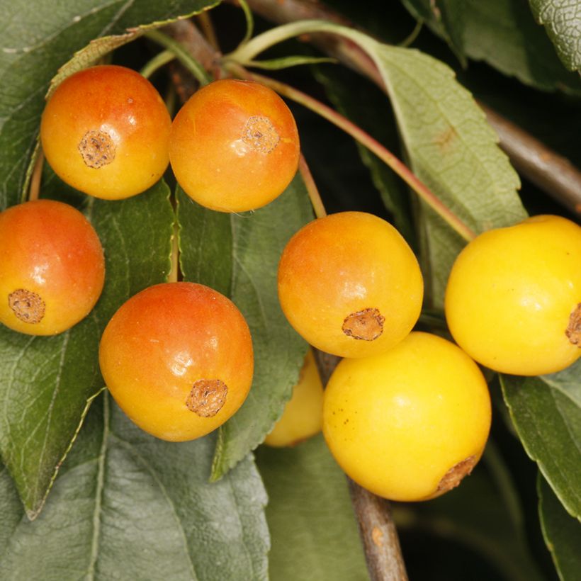 Malus sachalinensis Pendula - Crabapple (Harvest)