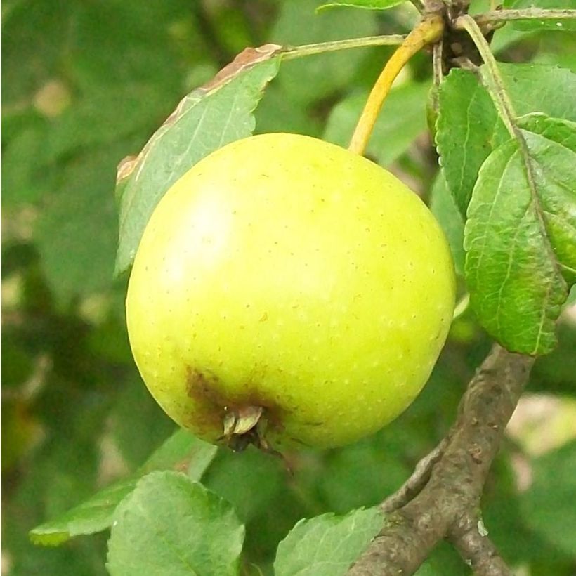 Malus sylvestris - Crab Apple (Harvest)