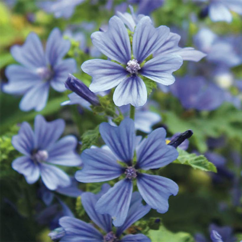 Malva sylvestris Primley Blue - Mallow (Flowering)