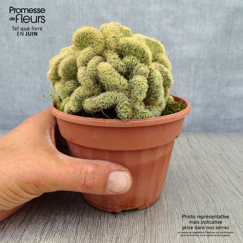 Mammillaria elongata Cristata 12cm pot sample as delivered in summer