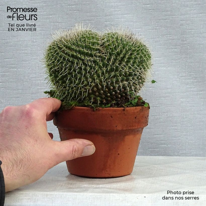 Mammillaria perbella  Pot de 13 cm sample as delivered in winter